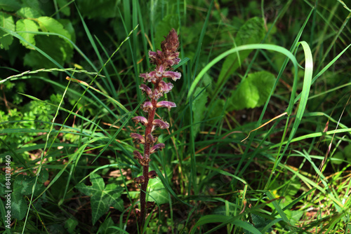 Common red Broomrape in the meadow. Orobanche minor on springtime in Italy