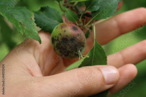 Farmer’s hand holding apple branch with apples with Apple scab fungal disease. Apple scab caused by Venturia inaequalis