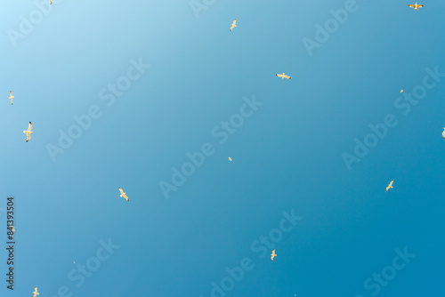 Multitude of seagulls flying with open wings with perfect blue sky on the background. Useful for concepts like liberty, fly or freedom.