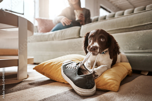 Animal, dog and play with shoes in living room for guilty mess by biting sneaker, explore or protection. Pet puppy, training and relax on carpet with chewing behaviour, friend and toy for development