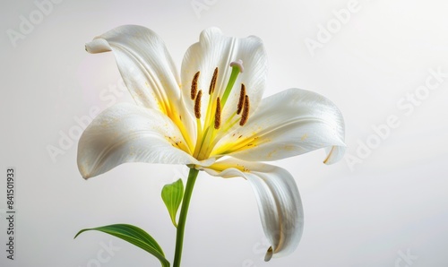 Lily on neutral background