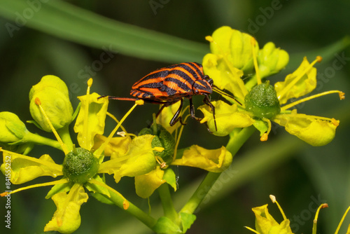Red and black Italian Striped Beetle or Minstrel Bug (Graphosoma lineatum) on yellow rue flowers. Macro.