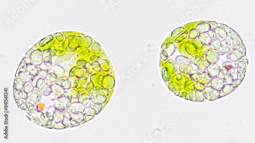 Freshwater protist, Euglena sp. Live cell. Selective focus