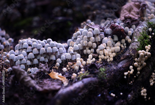 Beautiful gray fairy inkcap mushrooms growing on the old tree trunk in autumn forest. Natural woodland scenery with a lot of agaric fungi in Latvia, Northern Europe.