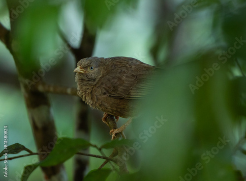 Yellow-billed babbler - Argya affinis