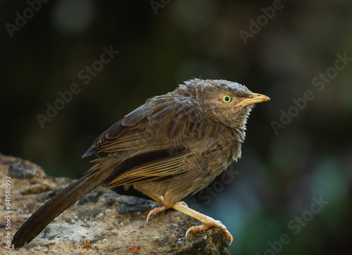 Yellow-billed babbler - Argya affinis