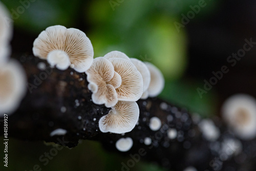 Beautiful, small, white mushrooms growing on a tree trunk in forest. Natural autumn woodlands scenery in Latvia, Northern Europe.
