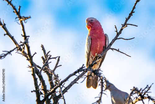 Galah / pink cockatoo near Kings Canyon / Watarrka, Northern Territory, Australia