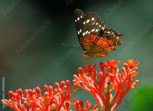 En Yaracuy podemos encontrar una gran variedad de mariposas e insectos de vivos colores!