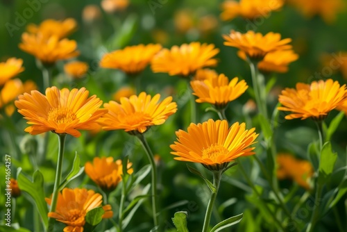 Lush field featuring bright orange calendula flowers bathed in sunlight