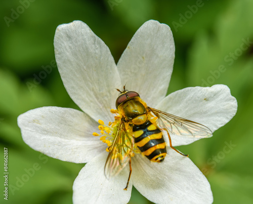 hoverfly sitting on white flower