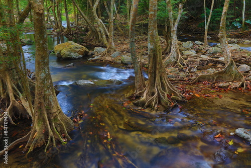 Buttress root of Elaeocarpus grandiflorus . Klong Lan National park ,Thailand 