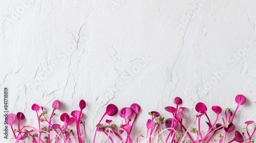 Pink radish sprouts freshly arranged against a plain white backdrop
