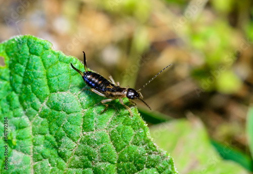 European earwig Forficula auricularia - insect on a background of green leaves