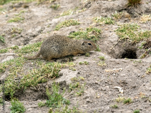 European ground squirrel, Spermophilus citellus, cautiously approaches its burrow