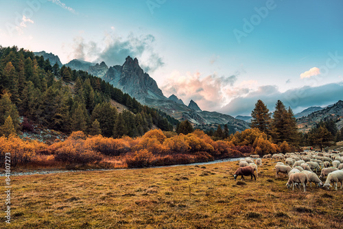 Landscape of Claree valley with Massif Des Cerces and flock of sheep grazing on pasture in autumn at France