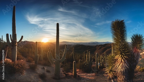 panoramic image over southern california desert with cactus trees during sunset