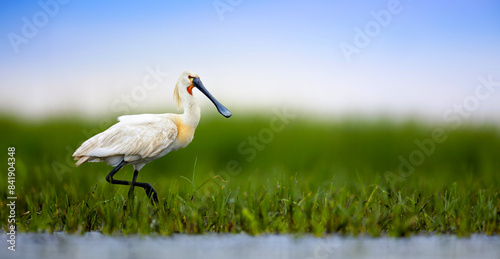 Eurasian spoonbill Platalea leucorodia it searches for food in the beautiful wetland with its long beak.