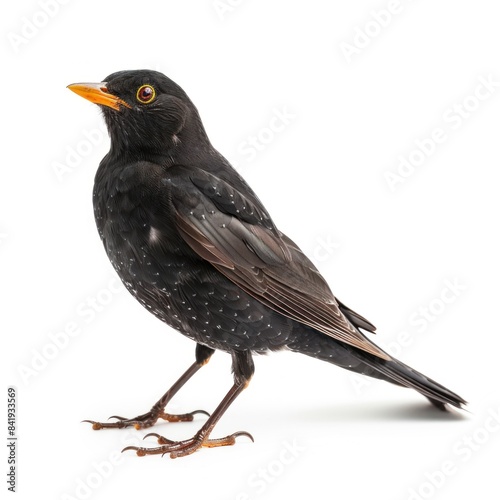 Blackbird isolated on white background 