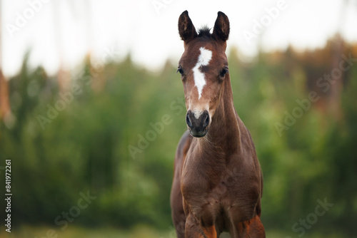 brown foal with white mark posing outdoors in summer, close up portrait