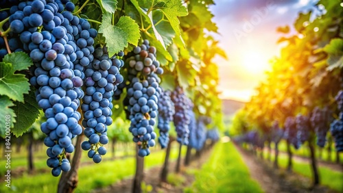Sun-drenched rows of vibrant blue wine grape bunches hang heavy amidst lush green foliage, their plump berries bursting with ripeness in a picturesque summer vineyard, vineyard, grapes