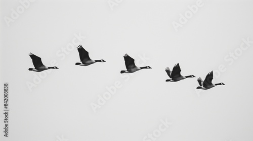 A group of geese flying in a perfect V-formation, seemingly etching lines into the cloudless sky.