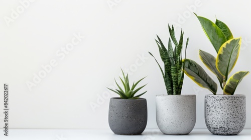 three different types of house plants in concrete pots