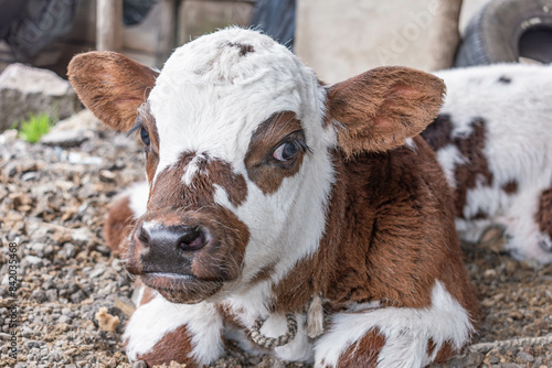 portrait of a Norman breed calf looking at camera, Bos taurus taurus