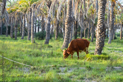 cow grazing in the meadow, outdoor animal search farm Baluchistan Turbat