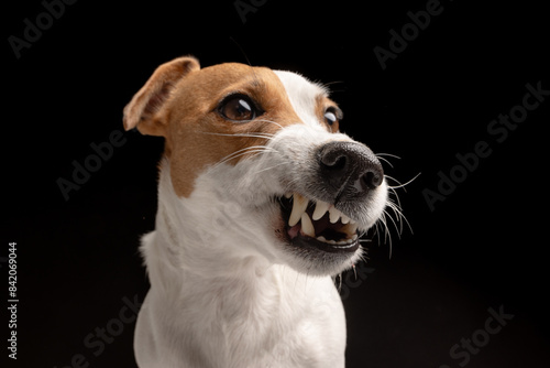 angry dog Jack Russell terrier on a black background, aggressive dog