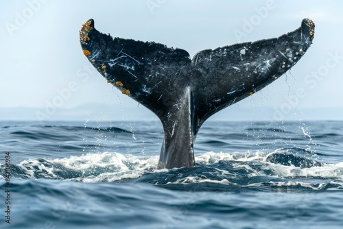 Whale Tail Breaks The Surface Of The Ocean On A Sunny Day