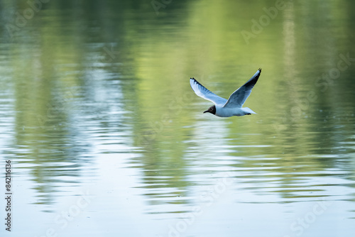 Adult seagull flying above the water surface.