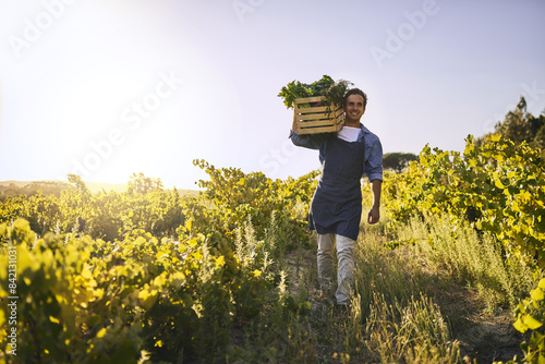 Harvesting, farm and portrait of man with celery, natural produce and organic food in countryside field. Sustainability, agribusiness and farmer with box for eco farming, gardening and agriculture