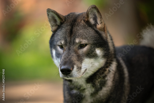 Portret psa japońskiej rasy pierwotnej Shikoku