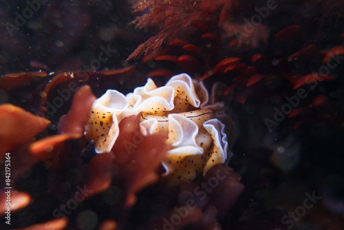 Pytthosoceros inca, conocida como bailarina de flamenco, es una planaria marina de la costa Chilena, las fotos corresponden a un espécimen ubicado en la la Playa el Clarón de Horcón