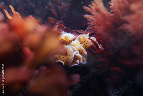 Pytthosoceros inca, conocida como bailarina de flamenco, es una planaria marina de la costa Chilena, las fotos corresponden a un espécimen ubicado en la la Playa el Clarón de Horcón