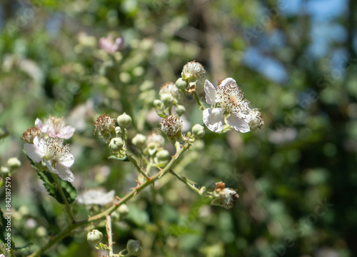 Closeup of wild blackberry blossoms