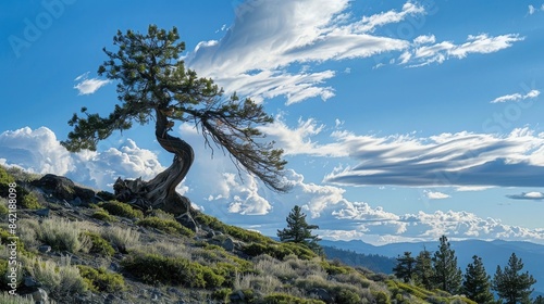 A windblown tree on the side of a hill in Lake Tahoe, California