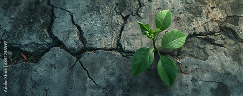 A single green plant growing out of cracked concrete, under sunlight. Resilience and nature concept