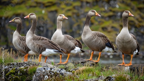 The Iceland lowland is home to plentiful Greylag geese, who reproduce in wetlands.