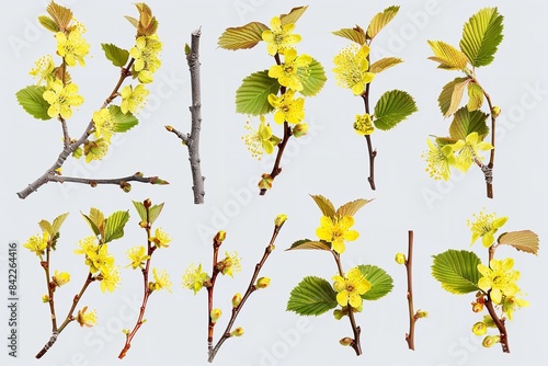 Isolated group of hazel bushes with yellow blooms in bloom against a white backdrop. Generative Ai