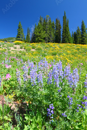 Yellowstone National Park Wildflowers