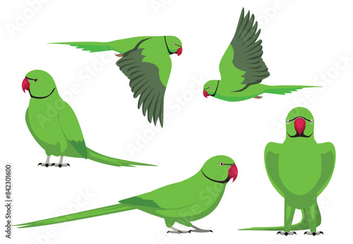 Animal Cartoon Bird Parrot Indian Ringneck Poses Vector Illustration