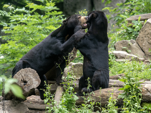 A pair of Malayan sun bears, Helarctos malayanus, in courtship