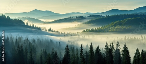 Misty spruce forest in mountainous terrain with a dark ambiance and copy space image.