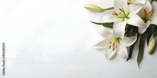 White background with lily ample space for text on funeral program. Concept Funeral Program, Lily Design, White Background, Ample Space for Text