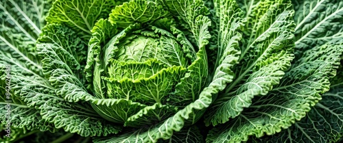 Close-up of a fresh green savoy cabbage with detailed, textured leaves. The vibrant green color and intricate leaf patterns highlight the natural beauty and freshness of this vegetable.