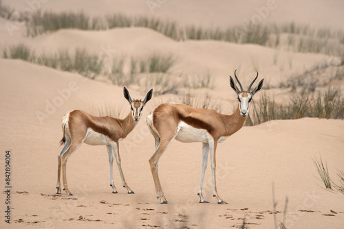 Two springboks in beautiful sand dune landscape