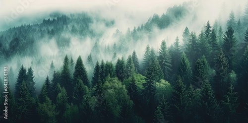 Misty Forest with Fir Trees, Aerial Top View Mountain Landscape with Natural Green Background