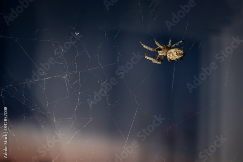 Araneus (European garden spider) sits on a web on a window glass with a evening blue sky on a background